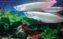 銀龍魚怎么樣？銀龍魚有哪些品種？