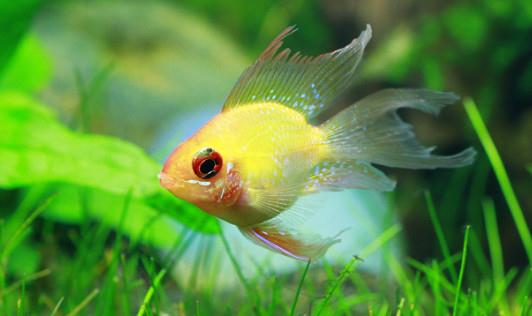 寶蓮燈魚是怎樣的？寶蓮燈魚怎么養(yǎng)？