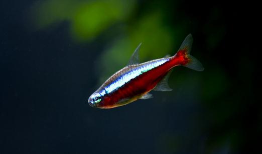 寶蓮燈魚的飼養(yǎng)環(huán)境-寶蓮燈魚如何繁殖？