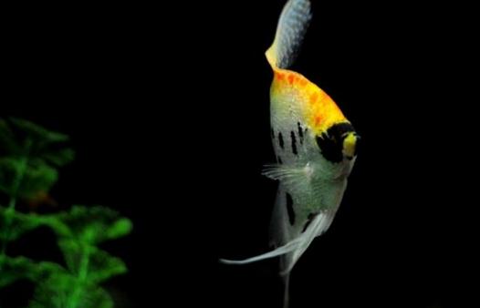 玻璃神仙魚怎么養(yǎng)？玻璃神仙魚的飼養(yǎng)環(huán)境