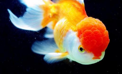 彩色球形珍珠金魚怎么養(yǎng)？彩色球形珍珠金魚換水