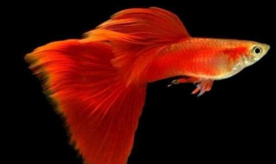 草尾孔雀魚(yú)怎么養(yǎng)？草尾孔雀魚(yú)的成長(zhǎng)繁殖