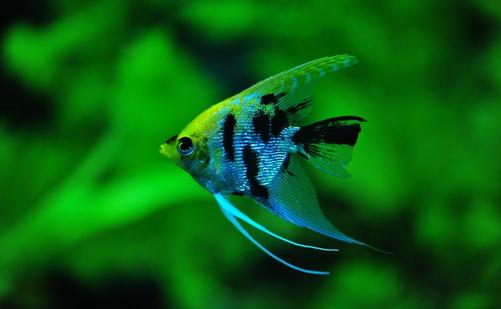 大神仙魚的飼養(yǎng)環(huán)境-大神仙魚如何繁殖？