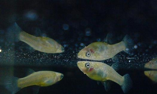 大眼燈鳉如何繁殖？大眼燈鳉的飼養(yǎng)環(huán)境