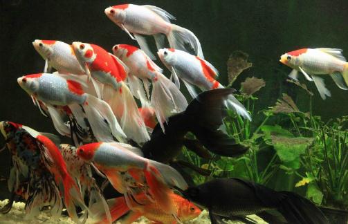 丹頂錦鯉的飼養(yǎng)環(huán)境要怎樣才好？