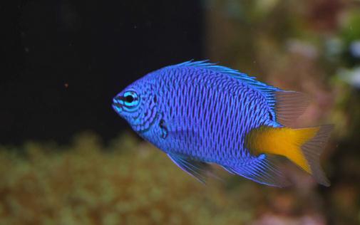 帝王藍(lán)魚的價值-帝王藍(lán)魚飼養(yǎng)環(huán)境