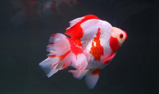 短尾琉金魚怎么養(yǎng)？短尾琉金魚的品種有哪些？