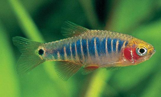 二線(xiàn)藍(lán)眼燈魚(yú)怎么繁殖？二線(xiàn)藍(lán)眼燈魚(yú)飼養(yǎng)環(huán)境