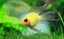 寶蓮燈魚是怎樣的？寶蓮燈魚怎么養(yǎng)？