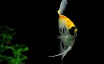 玻璃神仙魚怎么養(yǎng)？玻璃神仙魚的飼養(yǎng)環(huán)境