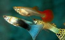 孔雀魚是什么？孔雀魚怎么養(yǎng)？