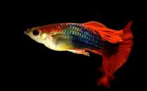 孔雀魚是如何繁殖的？