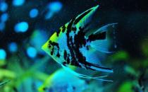 大神仙魚的簡介-大神仙魚怎么養(yǎng)？