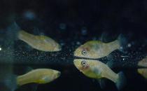 大眼燈鳉如何繁殖？大眼燈鳉的飼養(yǎng)環(huán)境