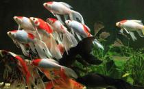 丹頂錦鯉的飼養(yǎng)環(huán)境要怎樣才好？