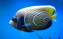 帝王藍(lán)魚(yú)的簡(jiǎn)介-帝王藍(lán)魚(yú)怎么養(yǎng)？