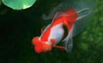 蝶尾金魚是什么？蝶尾金魚多少錢能買到？