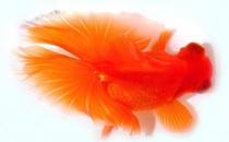 蝶尾金魚如何繁殖？蝶尾金魚怎么養(yǎng)？