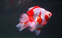 短尾琉金魚怎么養(yǎng)？短尾琉金魚的品種有哪些？