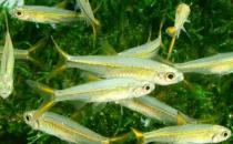 二線藍眼燈魚是什么？二線藍眼燈魚怎么養(yǎng)？