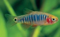 二線藍(lán)眼燈魚怎么繁殖？二線藍(lán)眼燈魚飼養(yǎng)環(huán)境