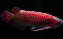 非洲龍魚怎么養(yǎng)？非洲龍魚的飼養(yǎng)環(huán)境