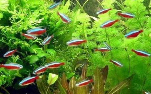 紅綠燈魚的飼養(yǎng)環(huán)境-紅綠燈魚怎么養(yǎng)？