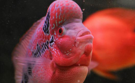 花角羅漢魚怎么養(yǎng)？花角羅漢魚的壽命