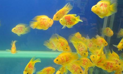 黃金燈魚的簡介-飼養(yǎng)黃金燈魚的環(huán)境