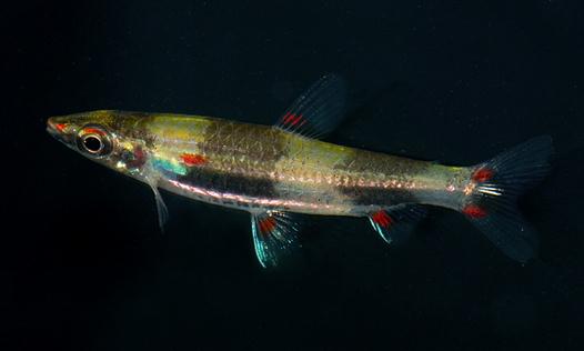 黃金燈魚怎么養(yǎng)？黃金燈魚的特點(diǎn)