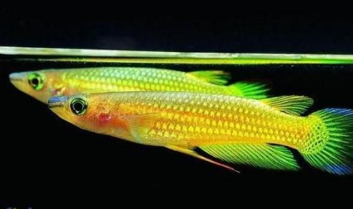 黃金鳉怎么養(yǎng)？黃金鳉的壽命