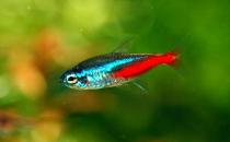 紅綠燈魚是怎樣的？紅綠燈魚的分布范圍