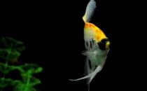 紅眼鉆石神仙魚(yú)飼養(yǎng)環(huán)境-紅眼鉆石神仙魚(yú)喂食要點(diǎn)