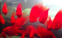紅元寶魚的壽命-紅元寶魚怎么養(yǎng)？
