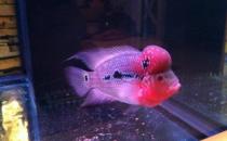 紅運當頭羅漢魚怎么養(yǎng)？紅運當頭羅漢魚價格