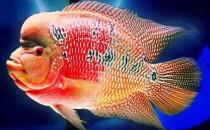 花角羅漢魚的簡(jiǎn)介-花角羅漢魚的價(jià)格