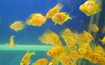 黃金燈魚的簡(jiǎn)介-飼養(yǎng)黃金燈魚的環(huán)境