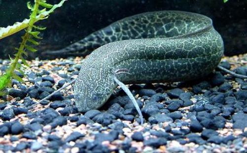 澳洲肺魚(yú)怎么養(yǎng)？澳洲肺魚(yú)的繁殖方法