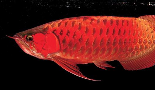 澳洲星點(diǎn)龍魚(yú)的簡(jiǎn)介-澳洲星點(diǎn)龍魚(yú)的產(chǎn)地