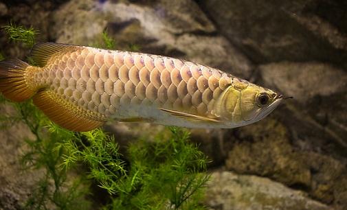 金龍魚怎么養(yǎng)？金龍魚如何飼養(yǎng)？