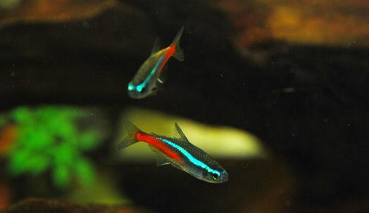 霓虹燈的簡(jiǎn)介-霓虹燈魚(yú)如何繁殖？