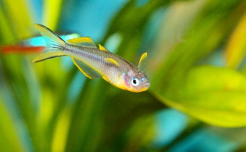 霓虹燈魚怎么養(yǎng)？霓虹燈的飼養(yǎng)方法