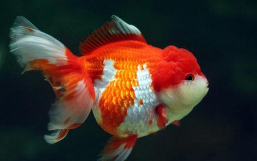 獅子頭金魚(yú)是什么？獅子頭金魚(yú)如何挑選？