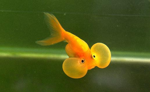 水泡金魚是什么魚？水泡金魚的特征