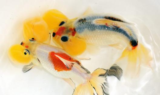 水泡金魚有什么種類？水泡金魚的特征