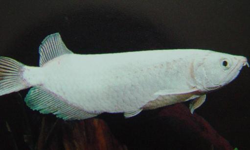 星點(diǎn)龍魚吃什么？星點(diǎn)龍魚怎么養(yǎng)？