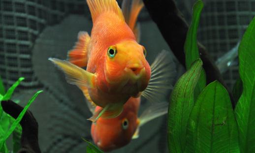 血鸚鵡魚(yú)的簡(jiǎn)介-血鸚鵡魚(yú)的壽命