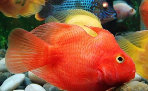 血鸚鵡魚怎么養(yǎng)？血鸚鵡魚的養(yǎng)殖環(huán)境