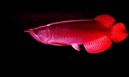 印尼辣椒紅龍魚怎么養(yǎng)？印尼辣椒紅龍魚特征