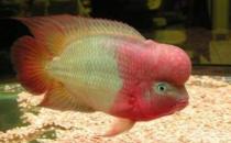 金花羅漢魚(yú)是什么？金花羅漢魚(yú)多少錢(qián)能買(mǎi)到？
